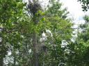 nesting-birds.JPG