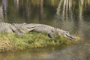 Alligators Sunning