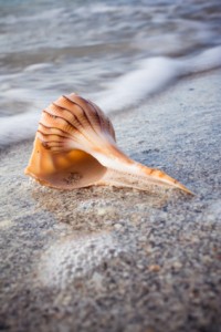 istock_000008597167xsmall