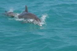 dolphins swimming in the ocean found in florida