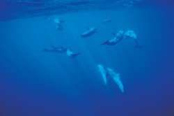 underwater view of dolphins in florida
