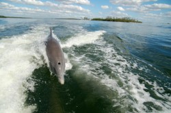 above water view of dolphin in florida