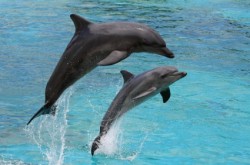 two bottlenose dolphins leaping out of florida water