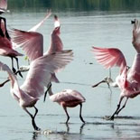 roseate_spoonbill_n