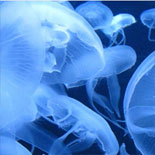 under-jellies