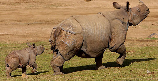 Rhino at San Diego Zoo Safari Park