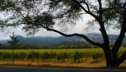 Napa Valley California Trusted Tours