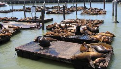 Seal at Pier 39 San Francisco