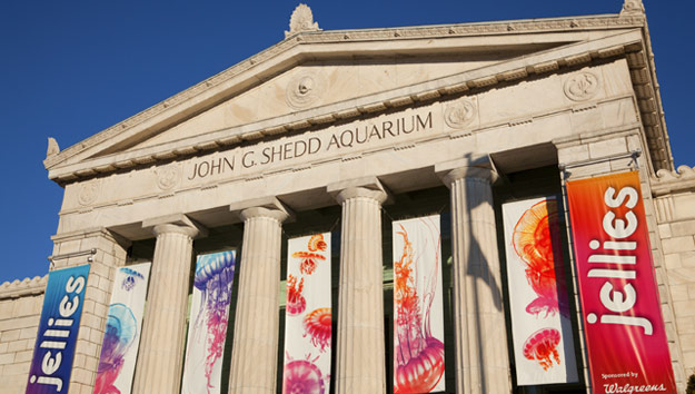 Chicago Shedd Aquarium