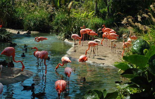 san diego zoo flamingo