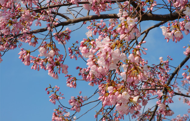 Cherry Blossom Blooms