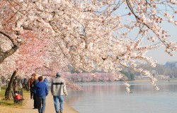 Cherry Blossom Walk