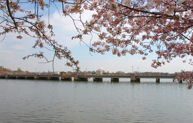 Washington DC Cherry Blossom Festival