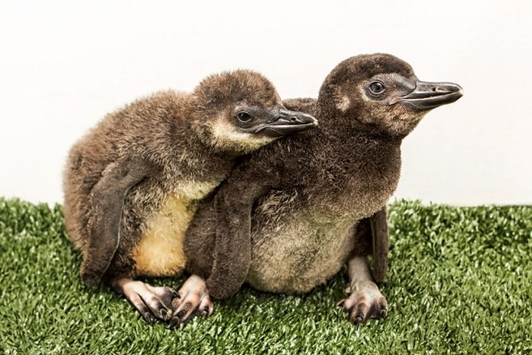 Penguin Chicks at Aquarium of the Pacific