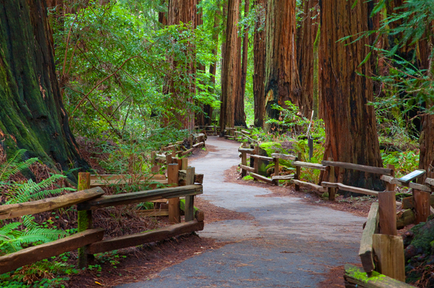 muir-woods-california.jpg