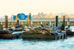 seals laying on san francisco pier 39 during the day