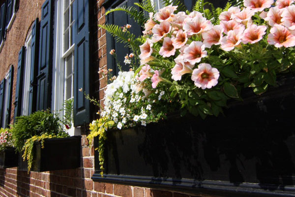 charleston-sc-window-flowers