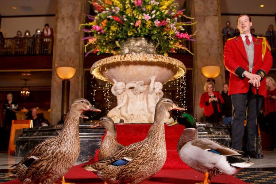 Peabody Hotel Duck Parade