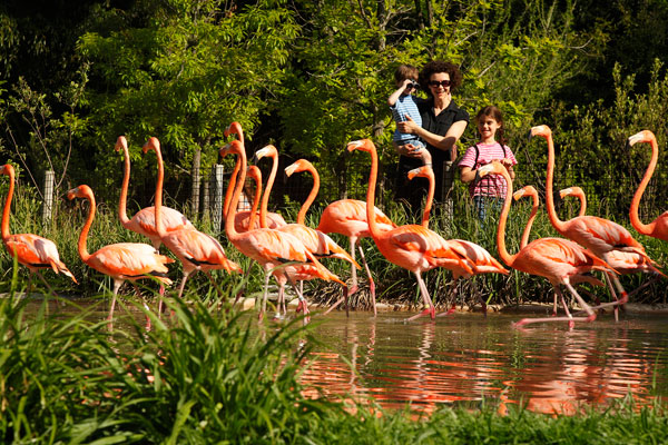 Family Watching Flamingos At Nashville Zoo