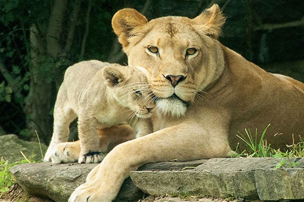 mother lion and cub at Philadelphia zoo exhibit