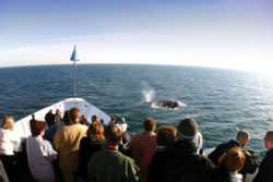 San Diego Morning or Afternoon Whale & Dolphin Watch