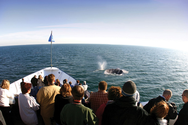 How To Choose the Best San Diego Cruise – Trusted Tours and