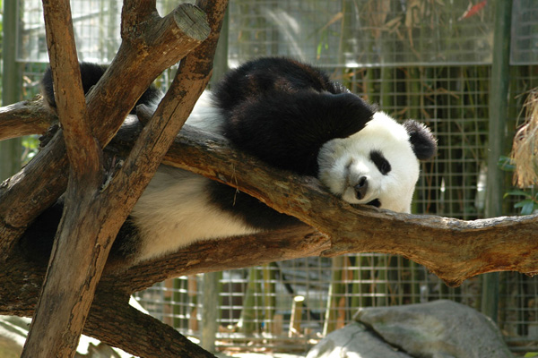 Panda in San Diego Zoo