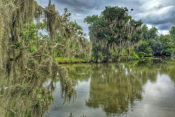 Bayou in New Orleans