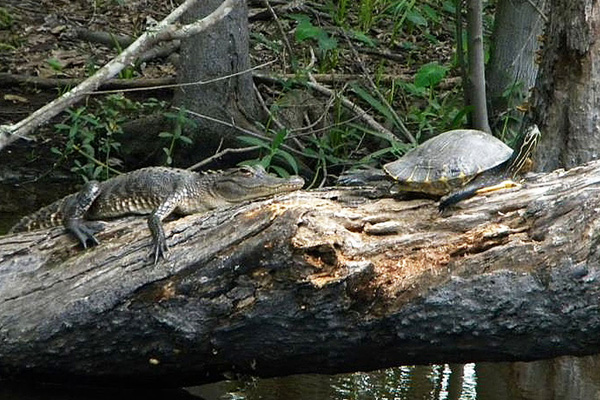 Jean Lafitte Swamp Tour in New Orleans