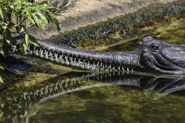 St. Augustine Alligator Farm