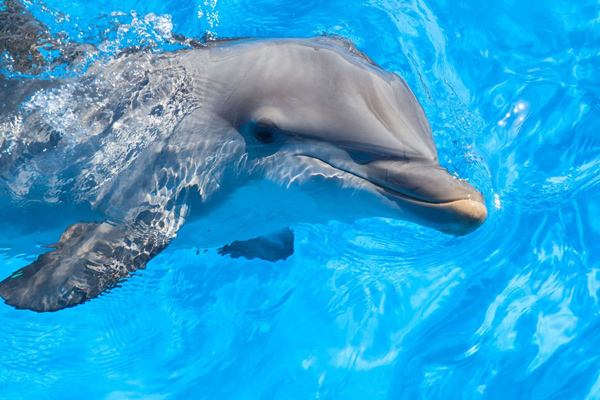 St. Augustine Dolphin Watch by Boat