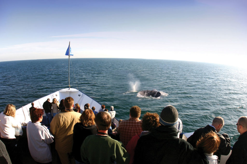 Photo of Whale Watching