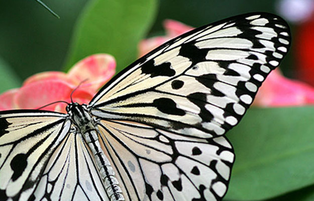 Key West Butterfly Conservatory